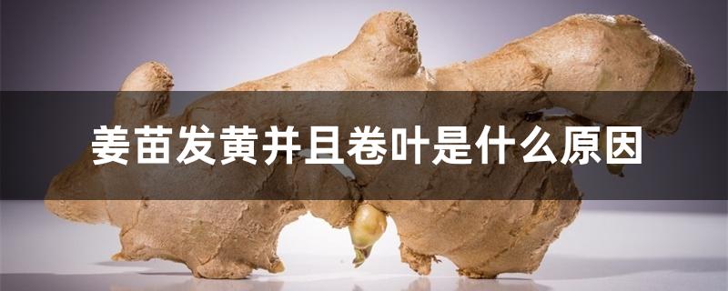 姜苗发黄并且卷叶是什么原因 姜苗发黄并且卷叶是什么原因
