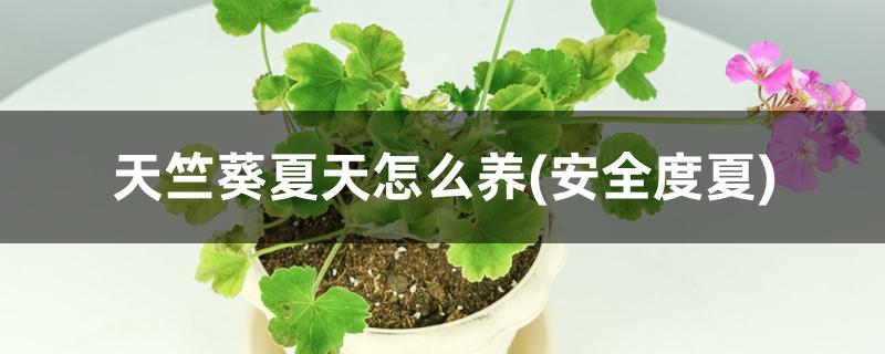 天竺葵夏天怎么养(安全度夏) 天竺葵夏天怎么养(安全度夏)