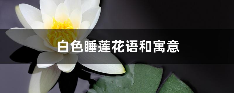 白色睡莲花语和寓意 白色睡莲花语和寓意