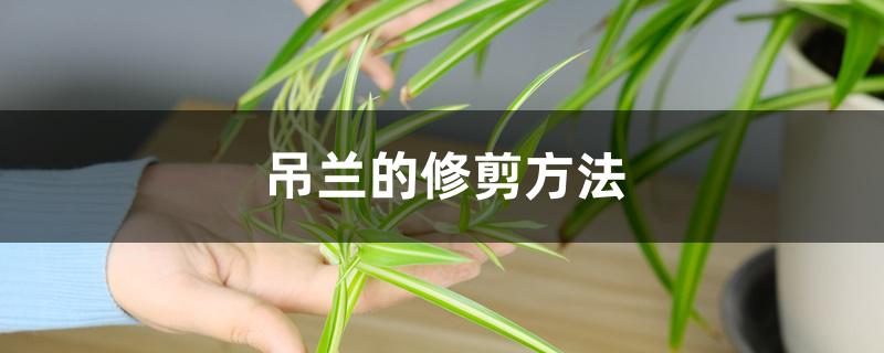 吊兰的修剪方法 吊兰的修剪方法