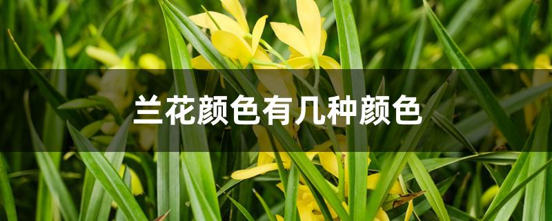 兰花颜色有几种颜色 兰花颜色有几种颜色