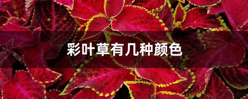 彩叶草有几种颜色 彩叶草有几种颜色
