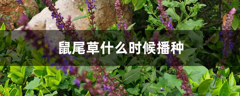 鼠尾草什么时候播种 鼠尾草什么时候播种