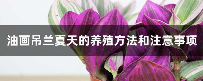 油画吊兰夏天的养殖方法和注意事项 油画吊兰夏天的养殖方法和注意事项