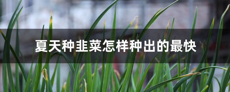 夏天种韭菜怎样种出的最快 夏天种韭菜怎样种出的最快