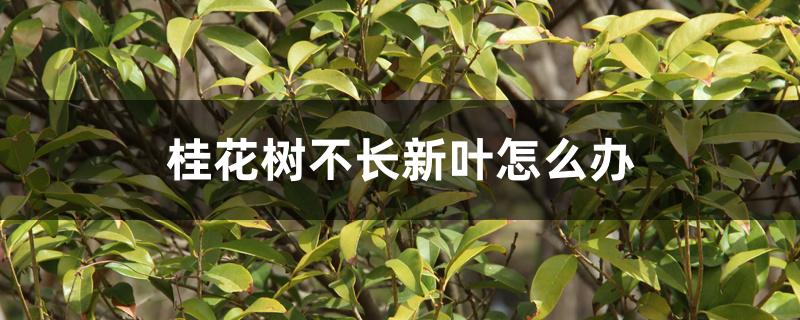 桂花树不长新叶怎么办 桂花树不长新叶怎么办