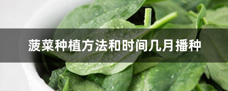 菠菜种植方法和时间几月播种 菠菜种植方法和时间几月播种
