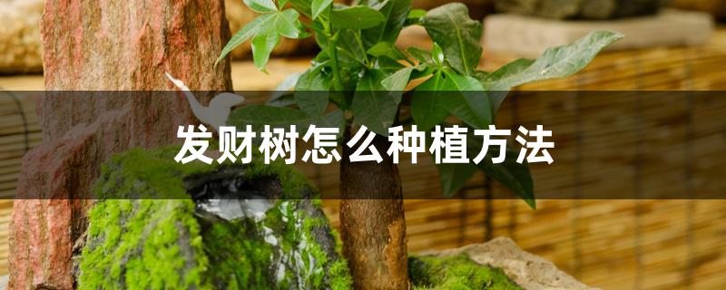 发财树怎么种植方法 发财树怎么种植方法