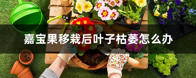 嘉宝果移栽后叶子枯萎怎么办 嘉宝果移栽后叶子枯萎怎么办