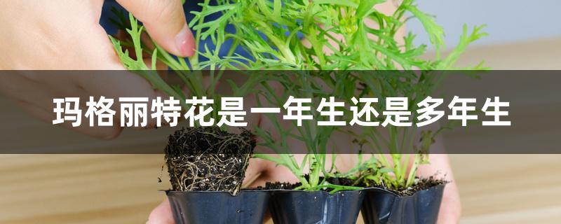 玛格丽特花是一年生还是多年生 玛格丽特花是一年生还是多年生