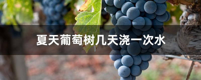 夏天葡萄树几天浇一次水 夏天葡萄树几天浇一次水