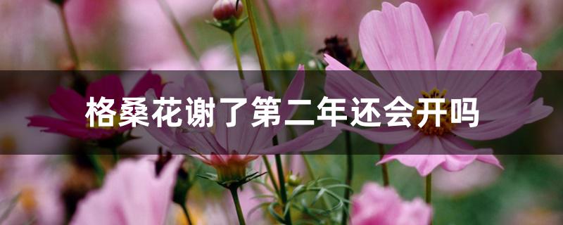 格桑花谢了第二年还会开吗 格桑花谢了第二年还会开吗