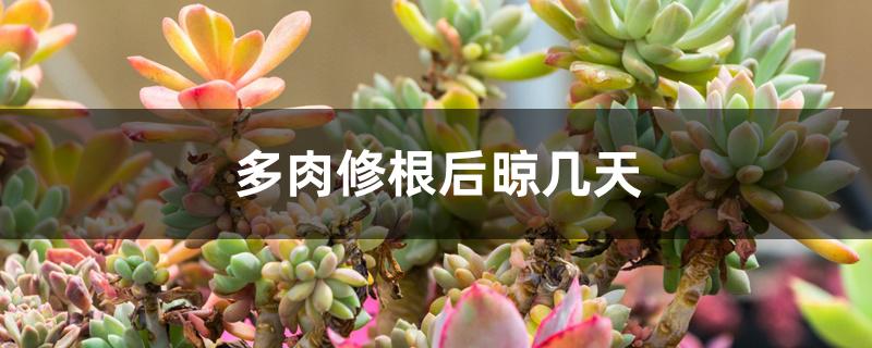 多肉修根后晾几天 多肉修根后晾几天
