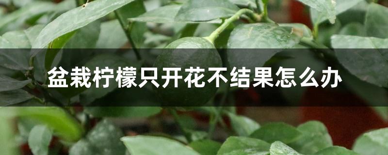 盆栽柠檬只开花不结果怎么办 盆栽柠檬只开花不结果怎么办