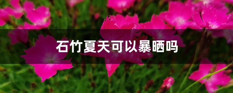 石竹夏天可以暴晒吗 石竹夏天可以暴晒吗