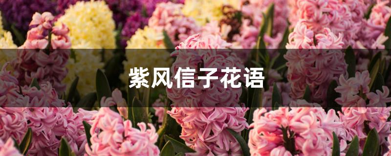 紫风信子花语 紫风信子花语