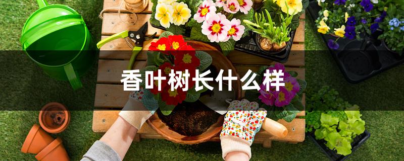 香叶树长什么样 香叶树长什么样