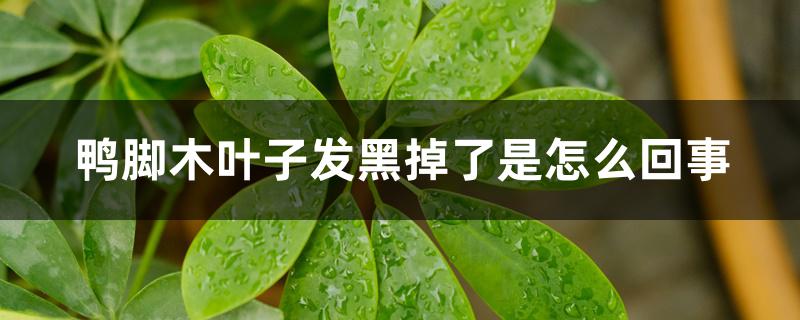 鸭脚木叶子发黑掉了是怎么回事 鸭脚木叶子发黑掉了是怎么回事