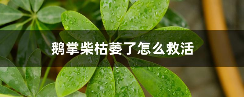 鹅掌柴枯萎了怎么救活 鹅掌柴枯萎了怎么救活