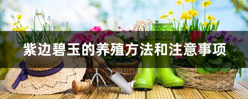 紫边碧玉的养殖方法和注意事项 紫边碧玉的养殖方法和注意事项