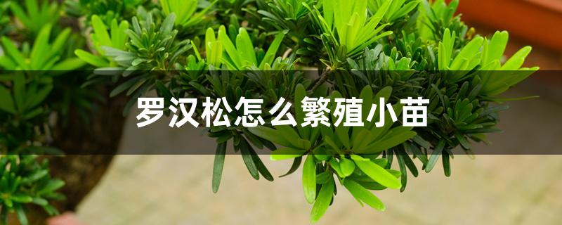 罗汉松怎么繁殖小苗 罗汉松怎么繁殖小苗