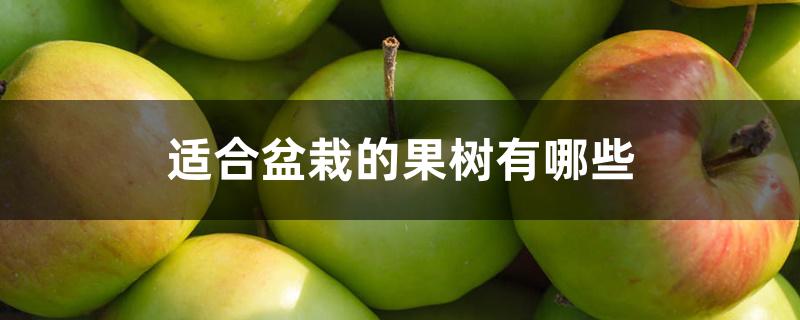 适合盆栽的果树有哪些 适合盆栽的果树有哪些