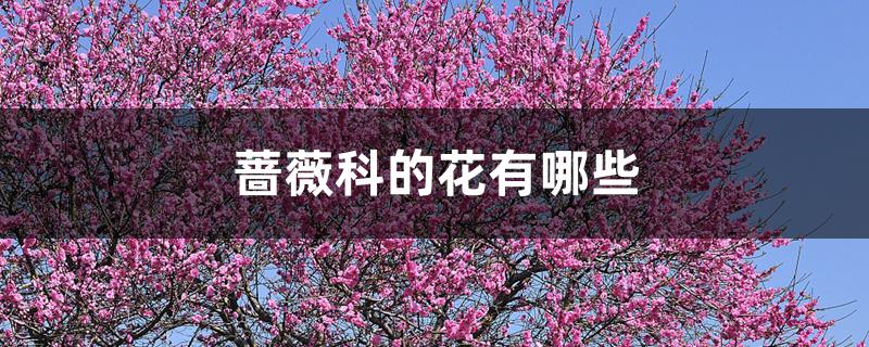 蔷薇科的花有哪些 蔷薇科的花有哪些