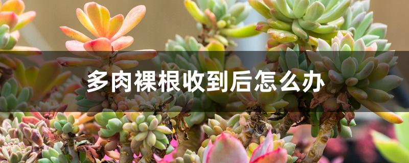 多肉裸根收到后怎么办 多肉裸根收到后怎么办