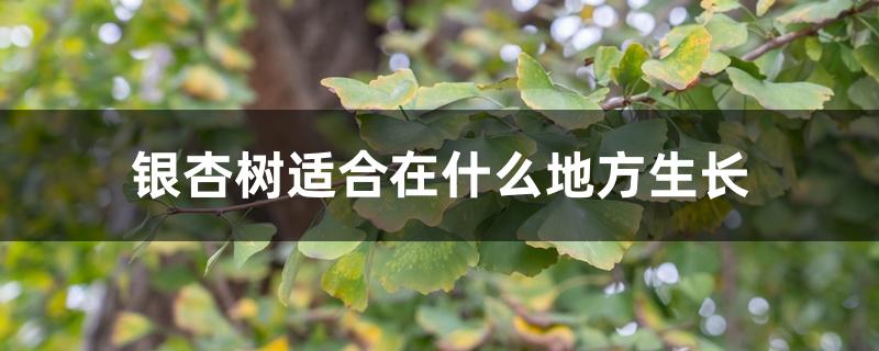 银杏树适合在什么地方生长 银杏树适合在什么地方生长