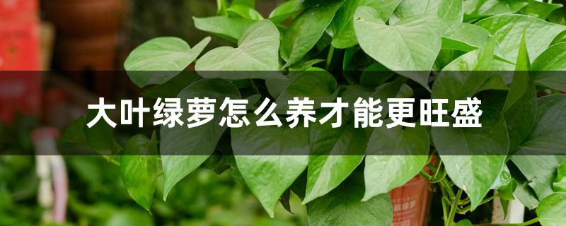 大叶绿萝怎么养才能更旺盛 大叶绿萝怎么养才能更旺盛