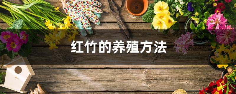 红竹的养殖方法 红竹的养殖方法