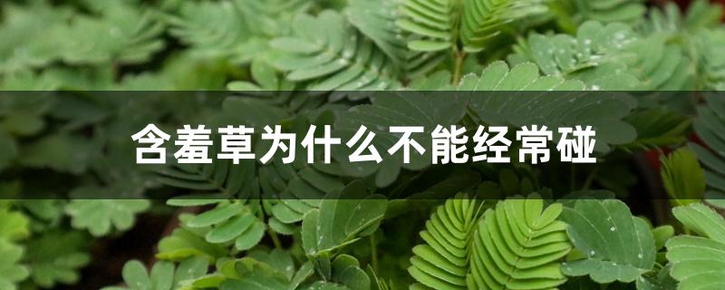 含羞草为什么不能经常碰 含羞草为什么不能经常碰