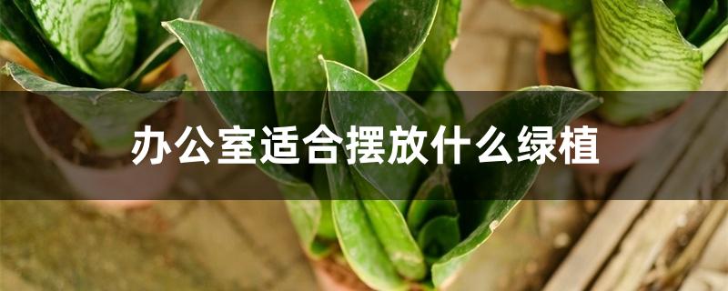 办公室适合摆放什么绿植 办公室适合摆放什么绿植
