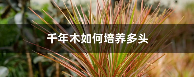 千年木如何培养多头 千年木如何培养多头