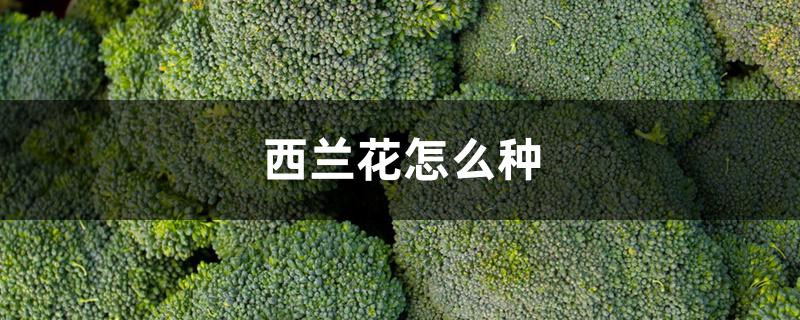 西兰花怎么种 西兰花怎么种