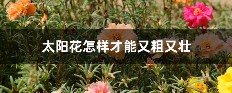 太阳花怎样才能又粗又壮 太阳花怎样才能又粗又壮