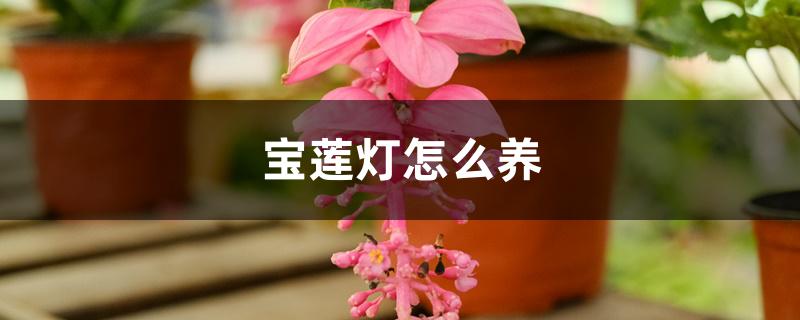 宝莲灯怎么养 宝莲灯怎么养