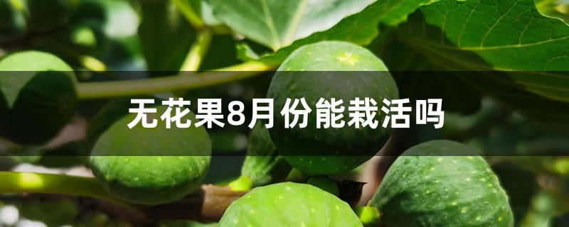 无花果8月份能栽活吗 无花果8月份能栽活吗