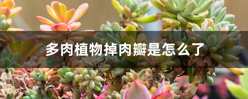 多肉植物掉肉瓣是怎么了 多肉植物掉肉瓣是怎么了