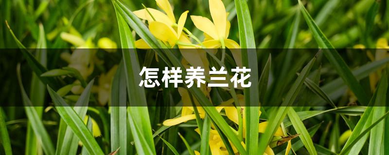怎样养兰花 怎样养兰花