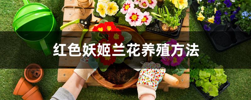 红色妖姬兰花养殖方法 红色妖姬兰花养殖方法