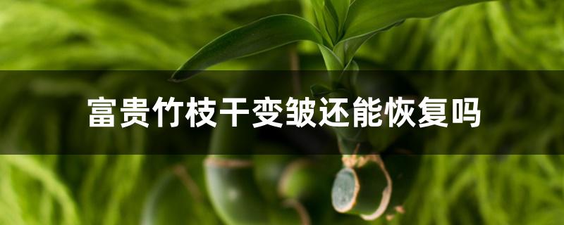 富贵竹枝干变皱还能恢复吗 富贵竹枝干变皱还能恢复吗