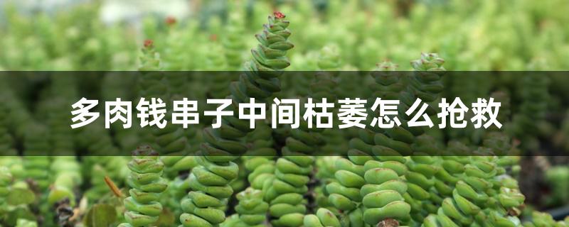 多肉钱串子中间枯萎怎么抢救 多肉钱串子中间枯萎怎么抢救