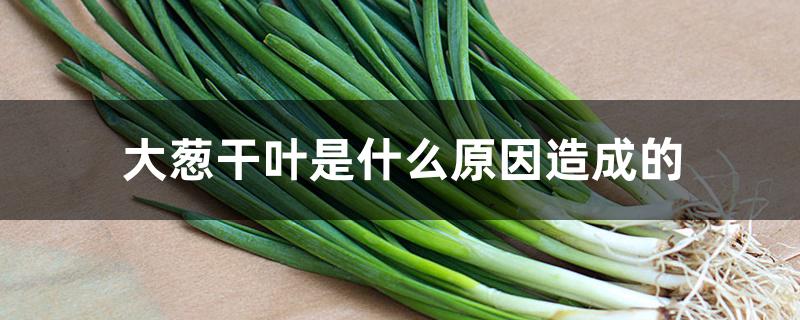 大葱干叶是什么原因造成的 大葱干叶是什么原因造成的