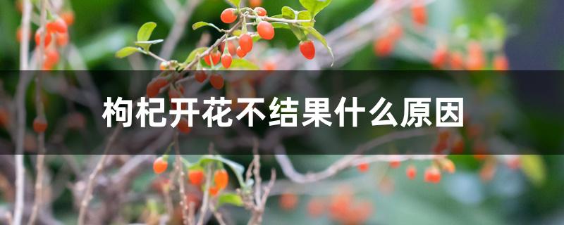 枸杞开花不结果什么原因 枸杞开花不结果什么原因