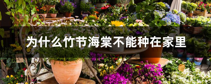 为什么竹节海棠不能种在家里 为什么竹节海棠不能种在家里