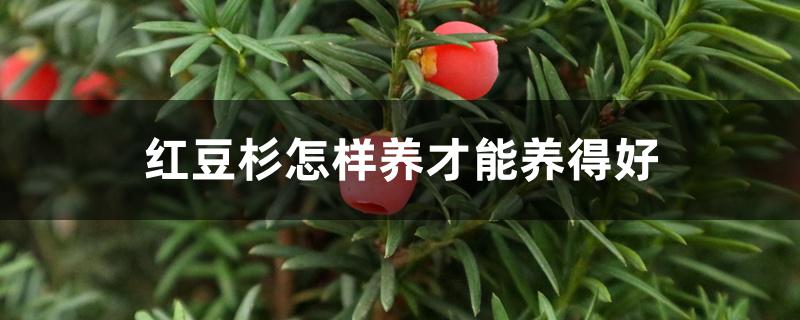 红豆杉怎样养才能养得好 红豆杉怎样养才能养得好