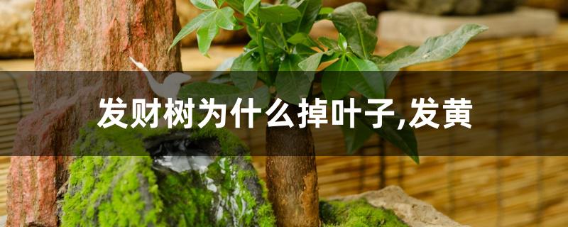 发财树为什么掉叶子,发黄 发财树为什么掉叶子,发黄