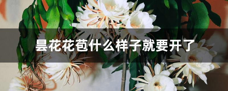 昙花花苞什么样子就要开了 昙花花苞什么样子就要开了