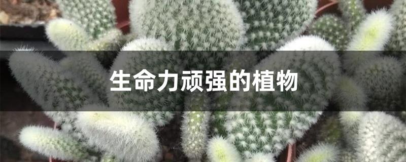 生命力顽强的植物 生命力顽强的植物